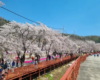 에덴 벚꽃길 벚꽃축제_3