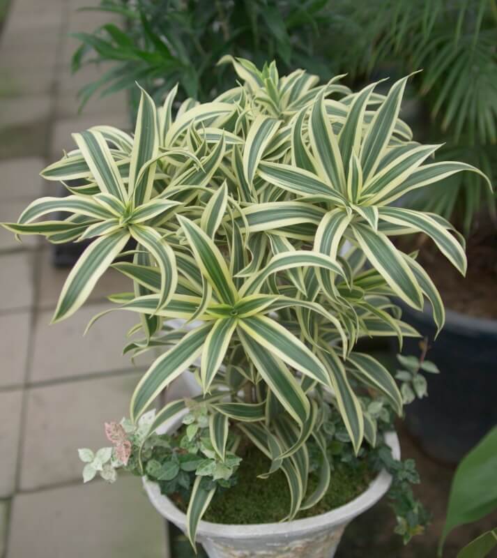 실내공기정화식물