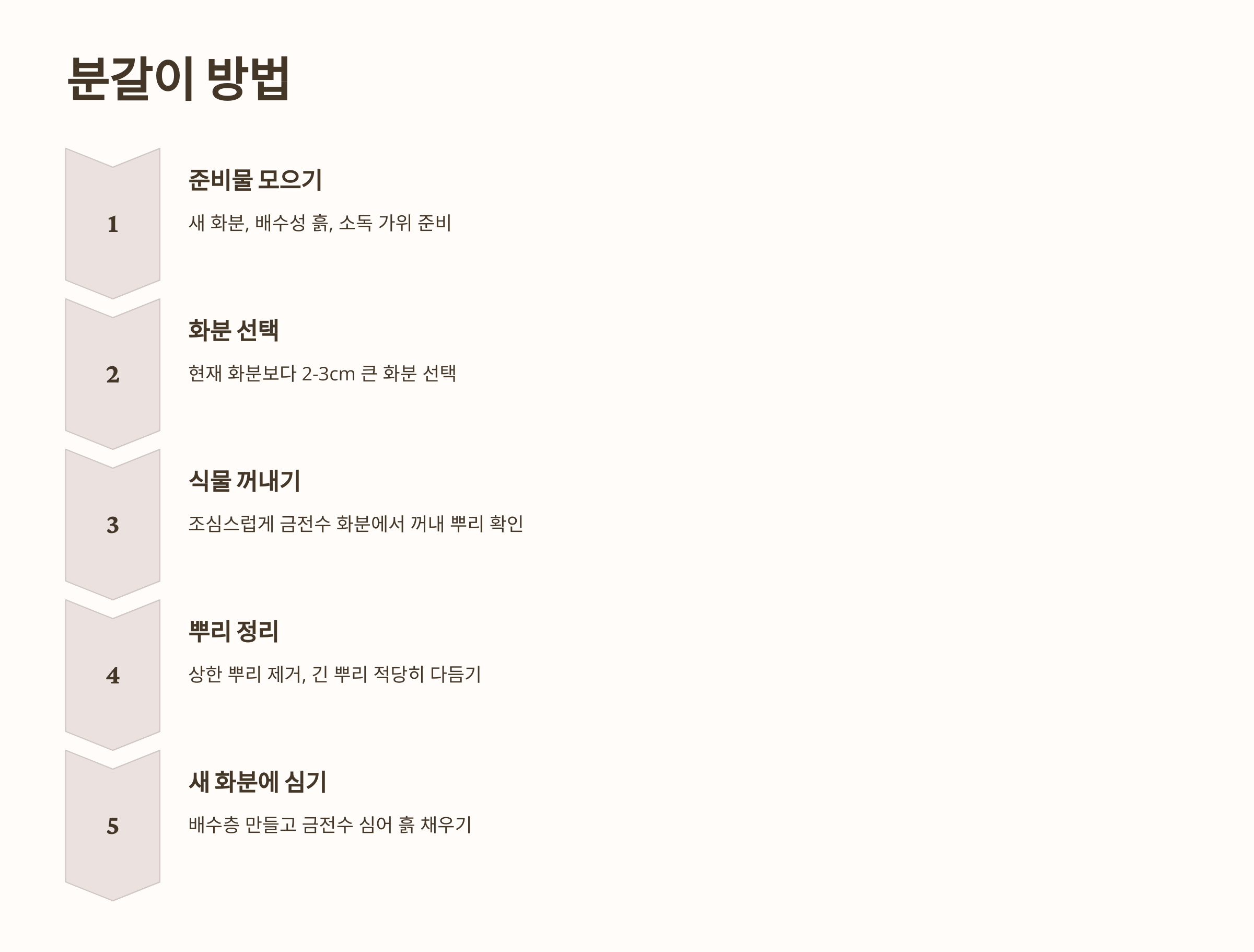 금전수와 관련된 사진입니다.