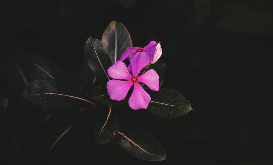 Identification