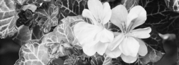 제라늄 종류: 아이비 제라늄 (화이트 메쉬)