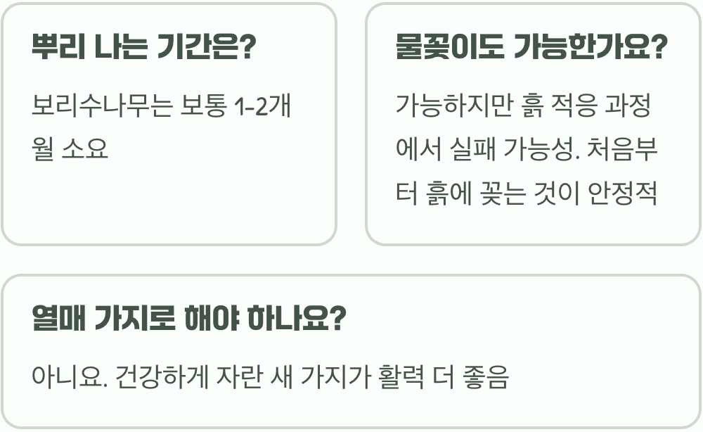 보리수나무 번식, 삽목(꺾꽂이) 성공률 100% 꿀팁