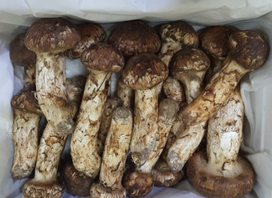 송이버섯-가격-비싼이유-효능