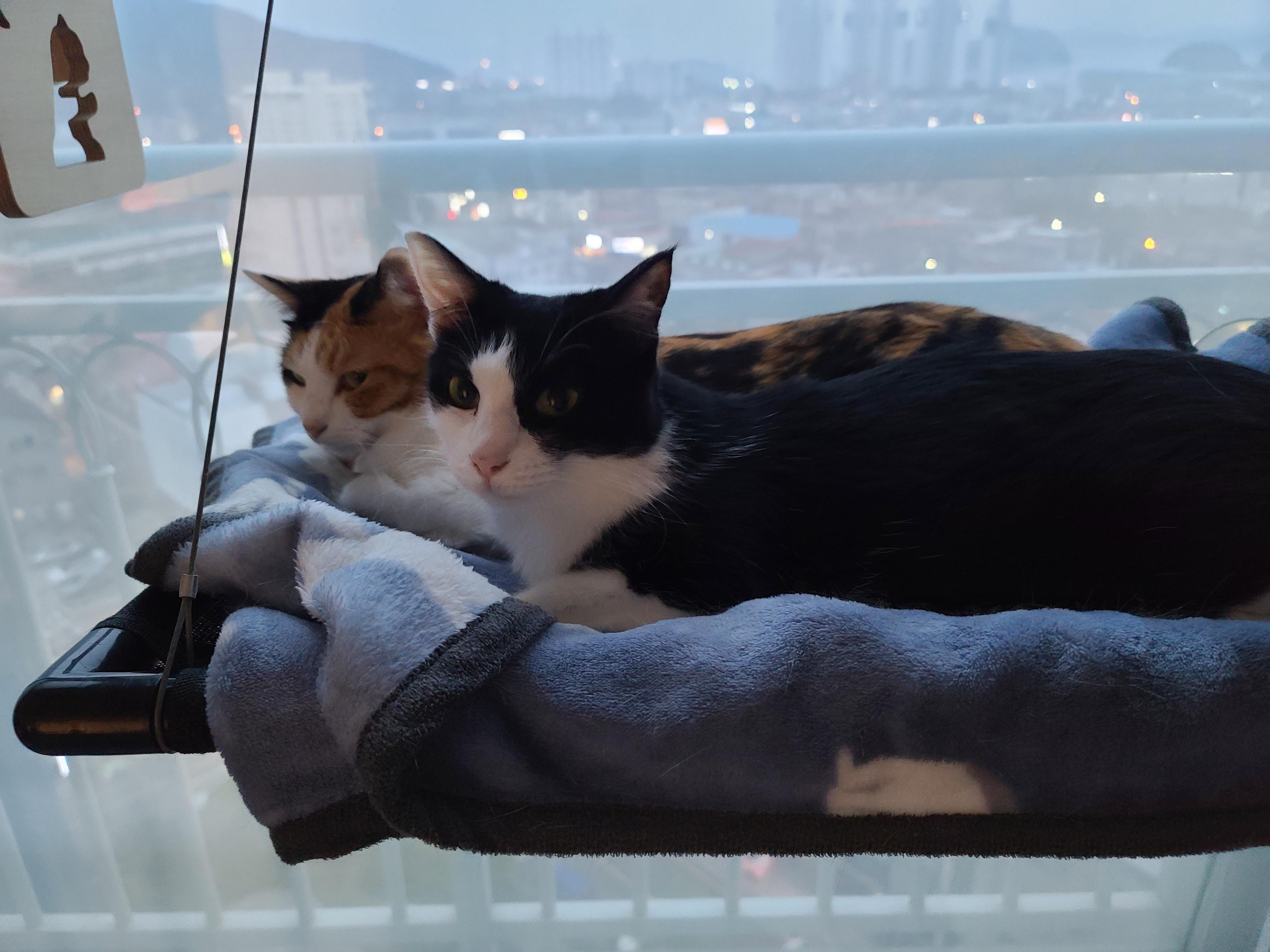 사차원 요미의 짧고 귀여운 이야기들