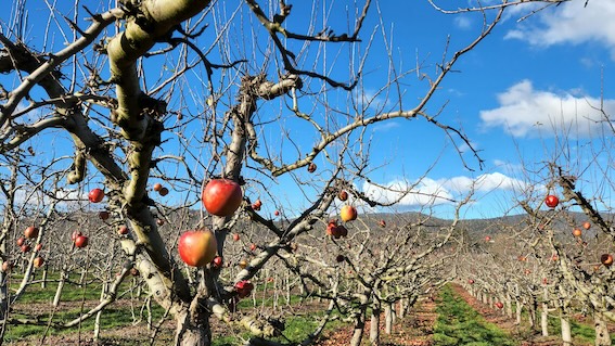 고향사랑기부제