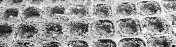 대파 모종 심는 시기, 대파 모종 심는 방법: 90-120일 후 수확