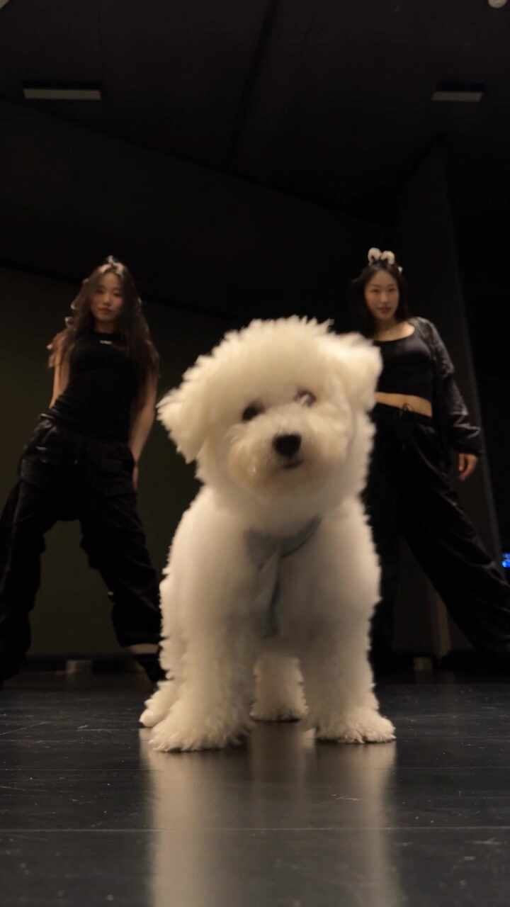 힉스필드로 만든 강아지 AI 영상