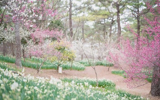제주 한림공원 수선화 축제가 23년 1월 21일부터 2월 19일까지 제12회 수선화축제를 개최합니다. 1월부터 12월까지 365일 꽃을 관람할 수 있고 테마 별로 공간도 있어서 볼 거리가 많습니다.