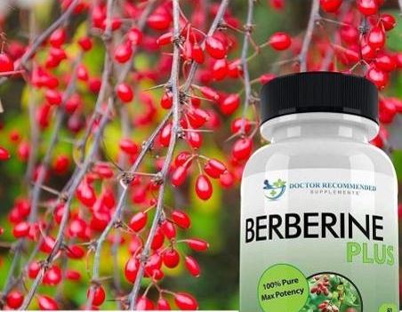 베르베린-다이어트