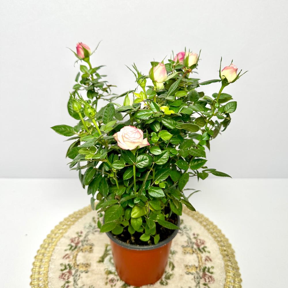 미니장미 키우기 물주는 방법