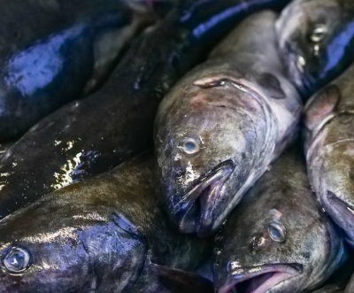 명태 이름 종류