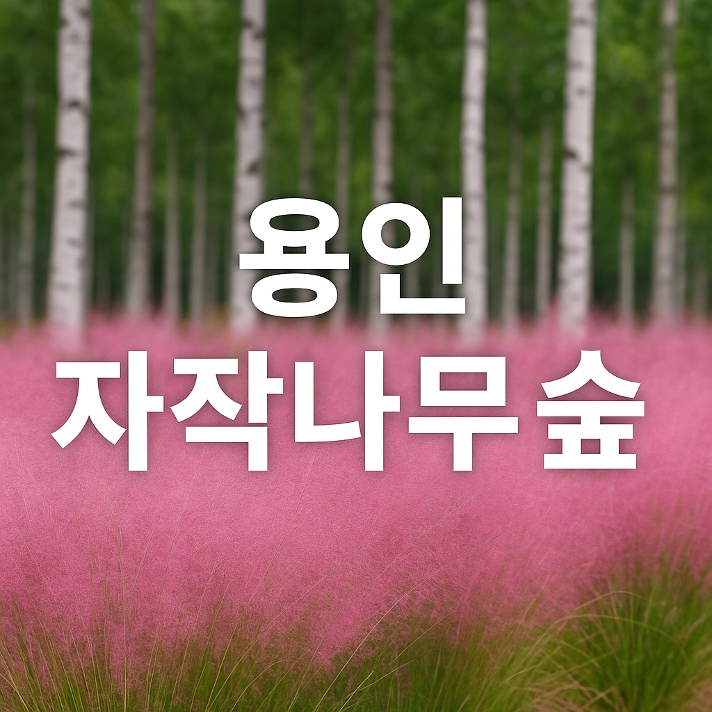 용인 자작나무숲 가을꽃축제