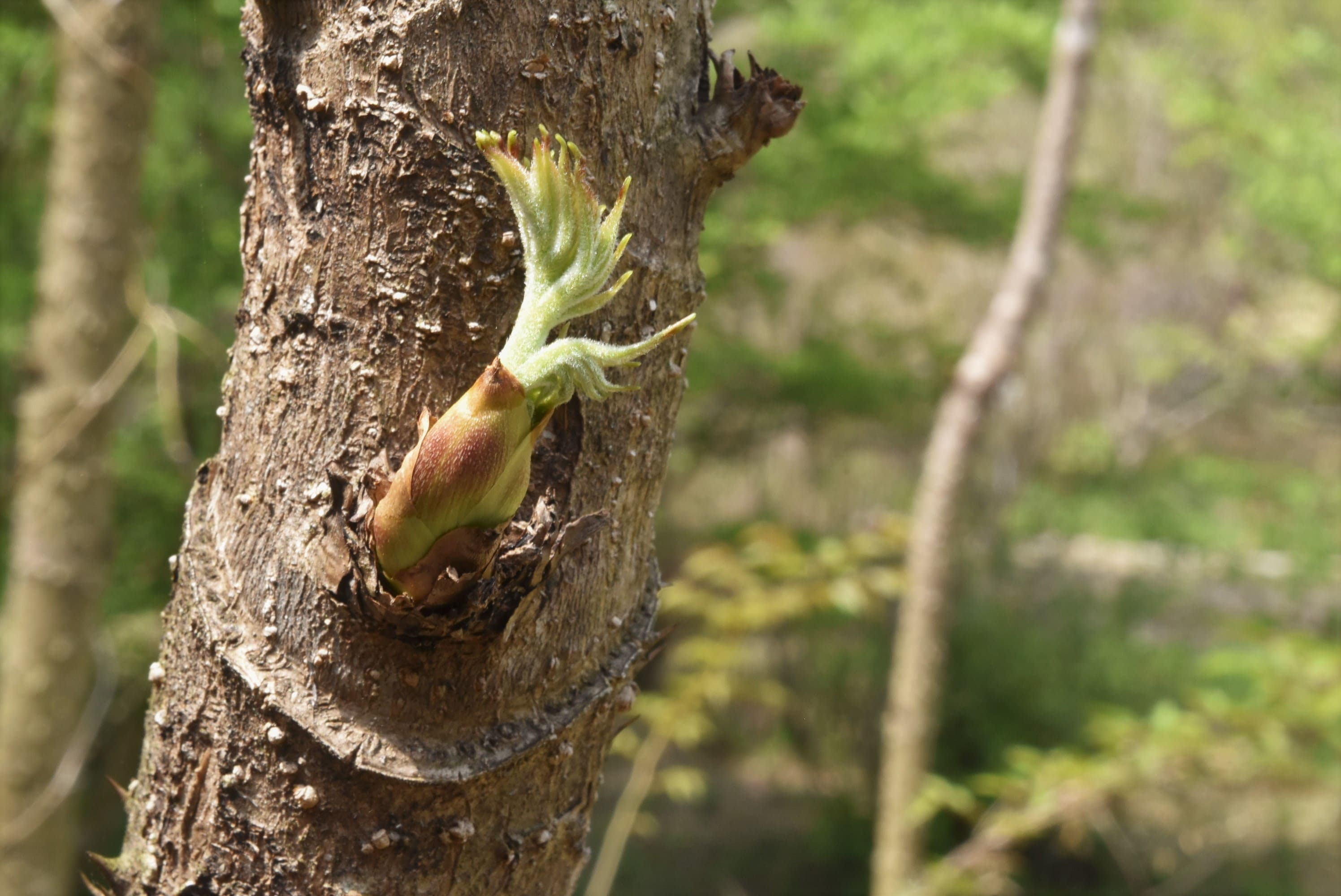 두릅나무 가지치기 시기