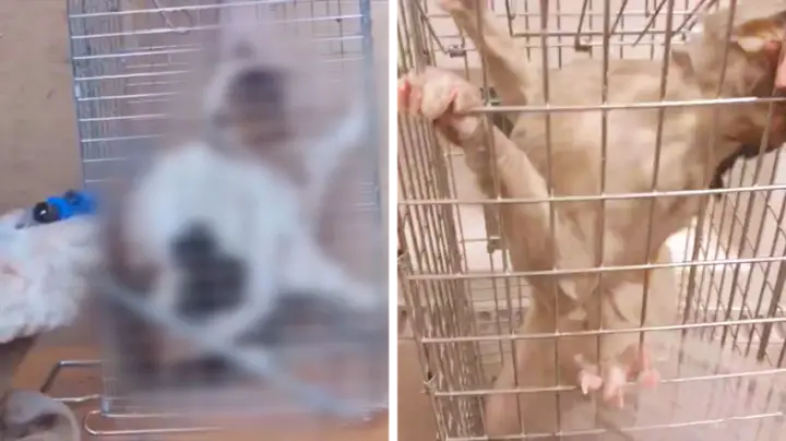 궁금한 이야기 와이 입장 조건은 고양이 학대 영상, 초등학생 두 아들을 살해한 엄마