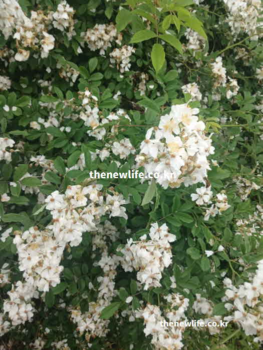 찔레꽃 효능 피부 건강 캄페롤 성분