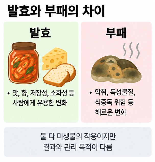 발효와 부패의 유익한 변화와 해로운 변화를 비교한 식품 과학 이미지