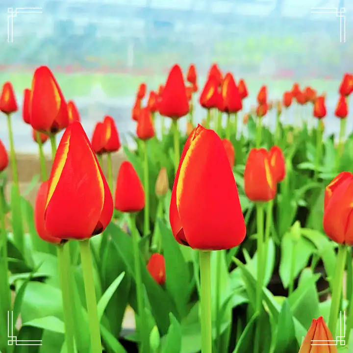 생방송오늘저녁 아산 도고온천 근처 세계 꽃 식물원 동백 튤립 축제 원예 체험 여행 가볼만한 곳 추천