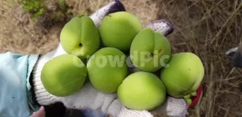 매실 수확 시기 매실장아찌 매실청 매실주 담그는 법_2