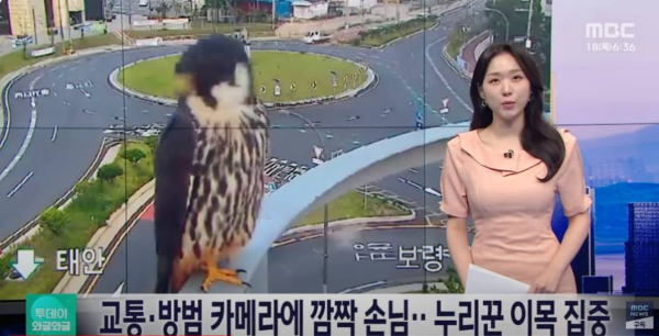 mbc 뉴스투데이 새호리기 뉴스