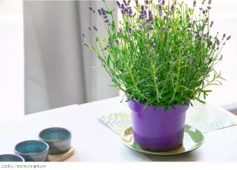 라벤더 재배 배수 확보 햇빛 관리 향 오래 유지_9