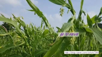 율무 재배 배수로 확보 여름 장마 대비 건조 수확_6