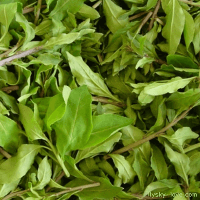 천연 비타민제 구기자순