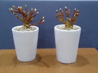 약용식물 동충하초 자연의 신비 건강 효능과 활용_14