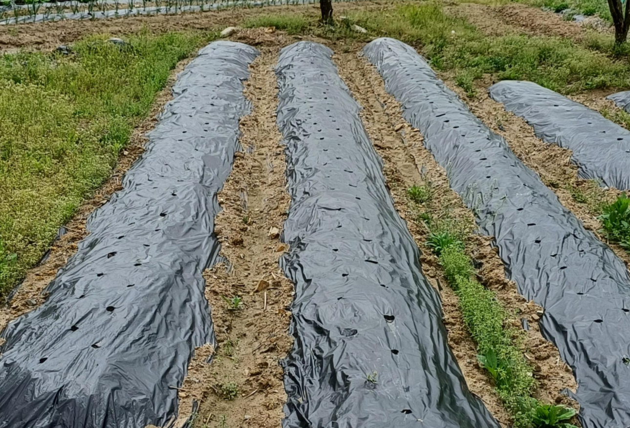 파종 간격 &amp; 방법