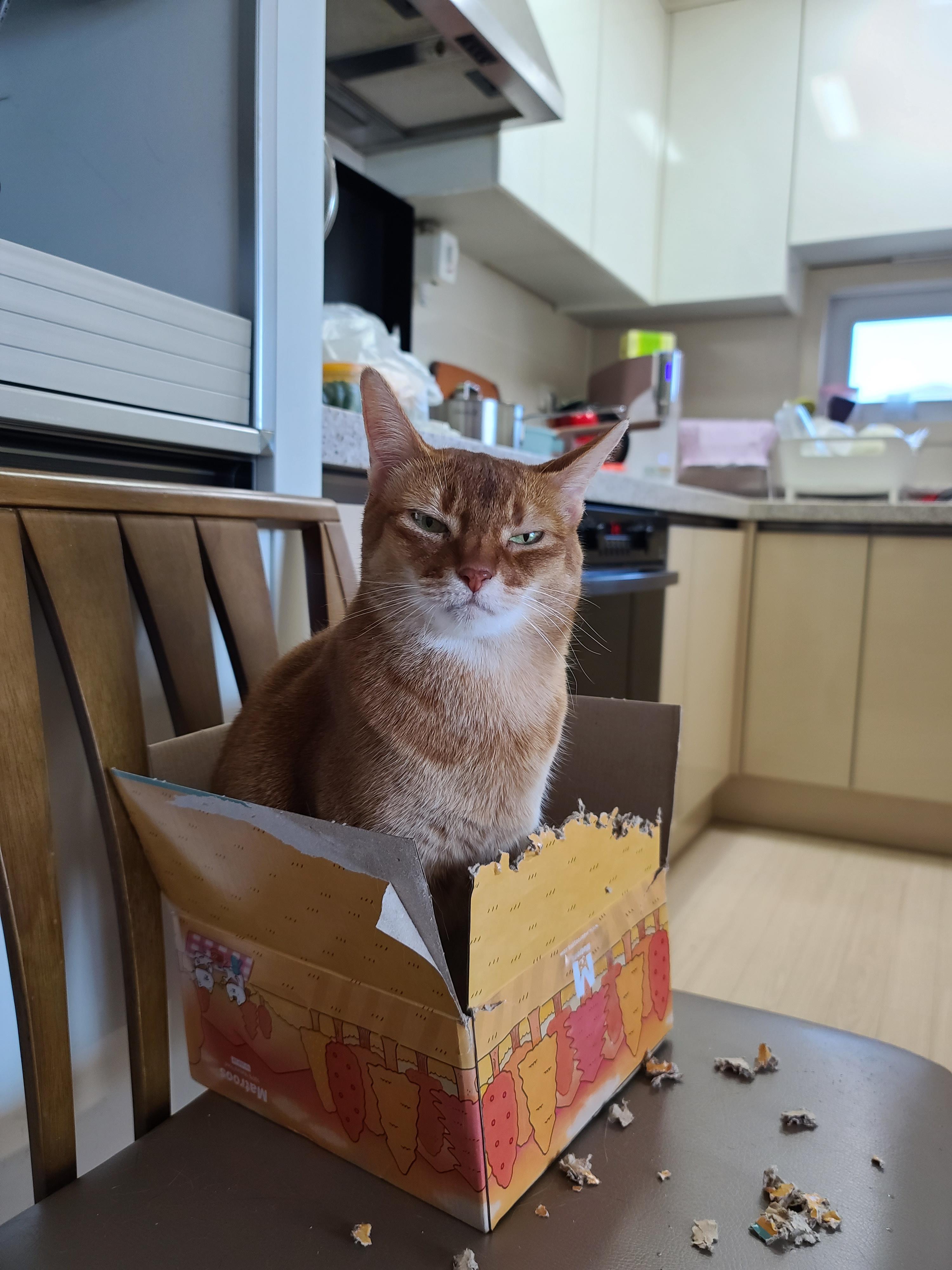 아비시니안 집지키는 고양이