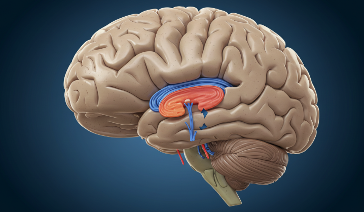 뇌의 공황 반응 메커니즘을 보여주는 일러스트