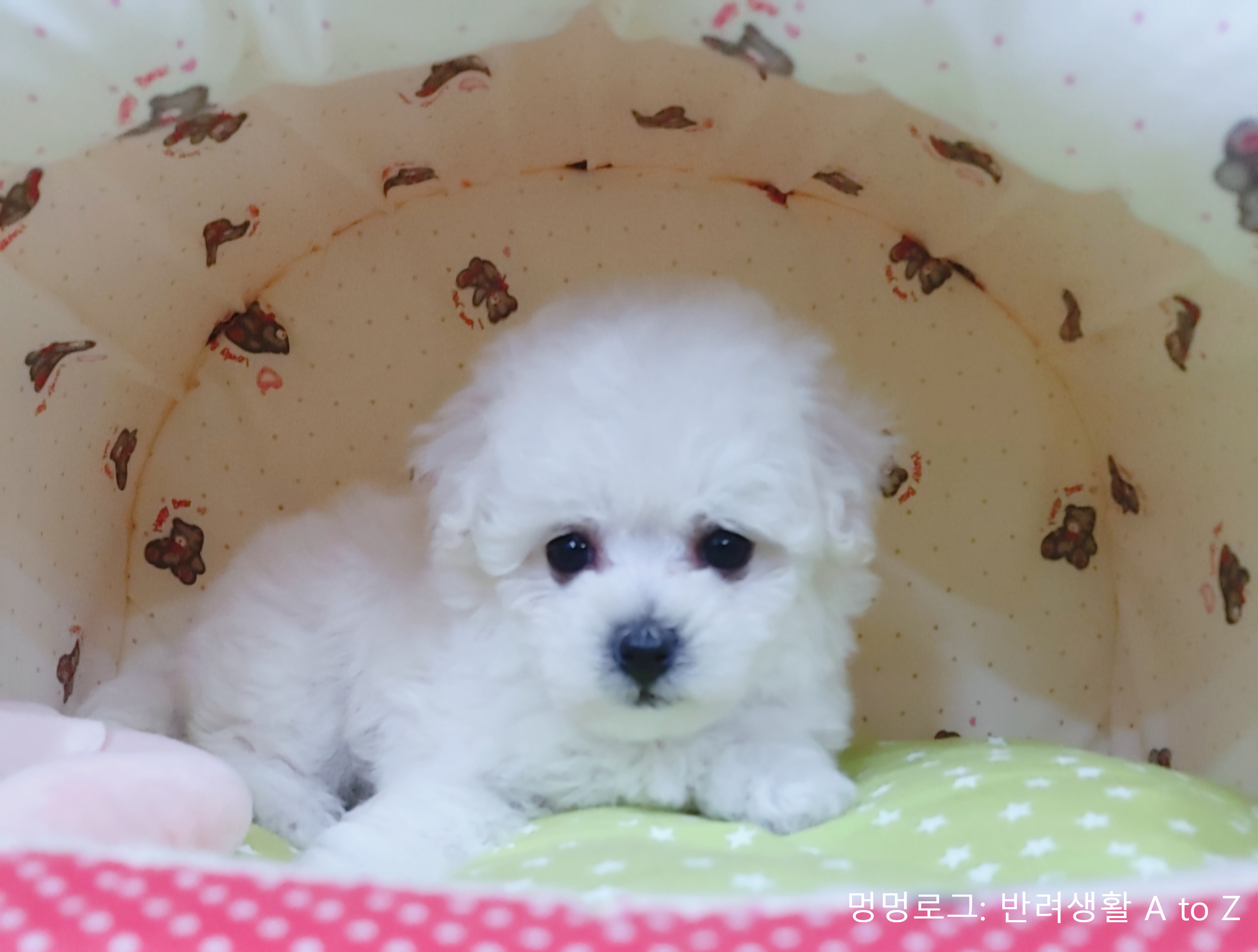 강아지 입양 전 꼭 알아야 할 준비물 체크리스트
