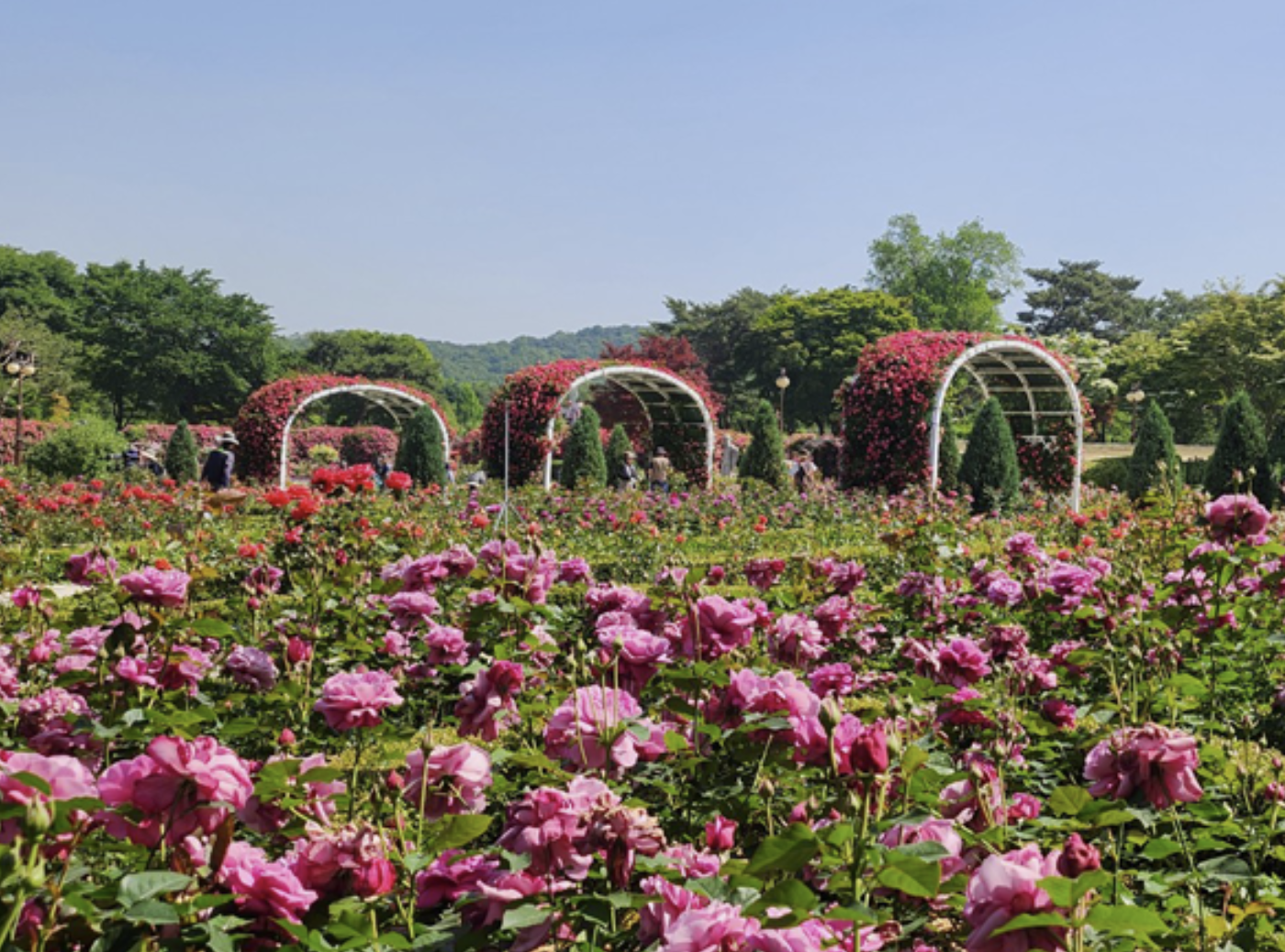 서울대공원 장미원