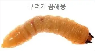 구더기 꿈해몽