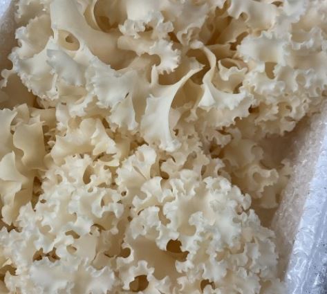 꽃송이버섯 효능 먹는방법 가격