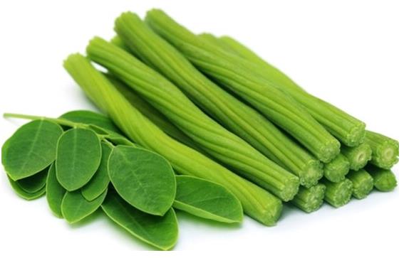 모링가 개념 소개