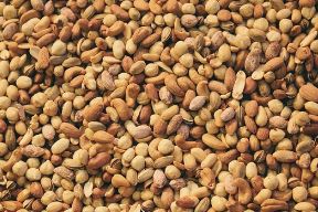 땅콩 수확시기 심는시기 심는 방법