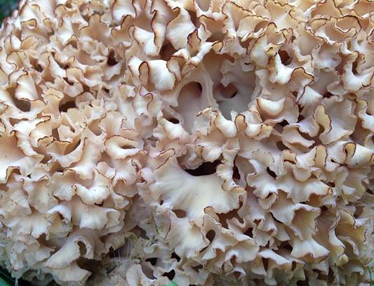 꽃송이버섯,눈꽃송이버섯,꽃송이버섯효능,꽃송이버섯가격,자연산꽃송이버섯,꽃송이버섯먹는방법,꽃송이버섯가루,꽃송이버섯분말