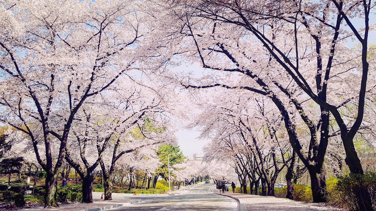 a cherry blossom walk