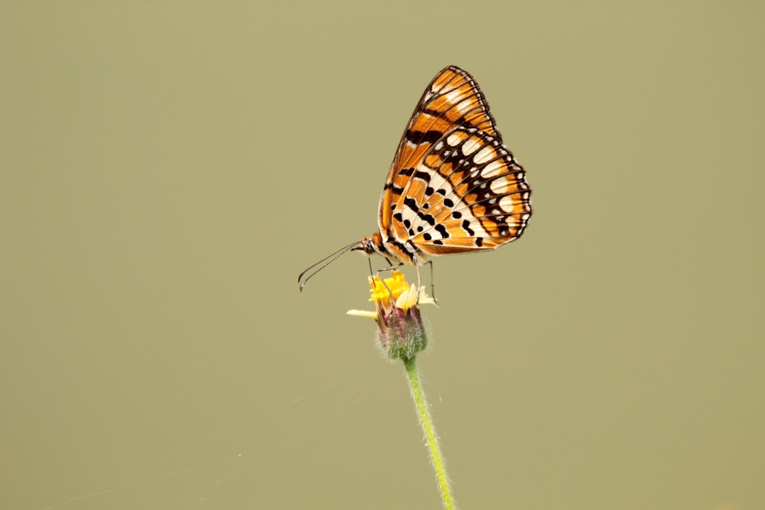 Migration
