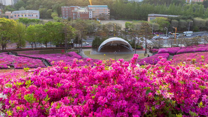 군포시 철쭉동산