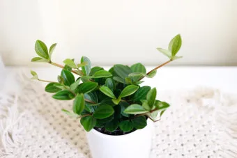 페페로미아 키우기 물주기 분갈이 빛관리 작고 예쁜 실내식물_6