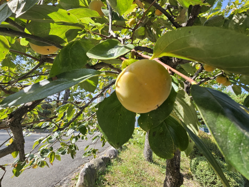 감나무 열매2