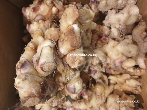 생강 효능의 혈액순환 개선과 체온 유지에 도움을 주는 실물 생강 뿌리 사진