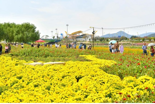 장성 황룡강 가을꽃 축제