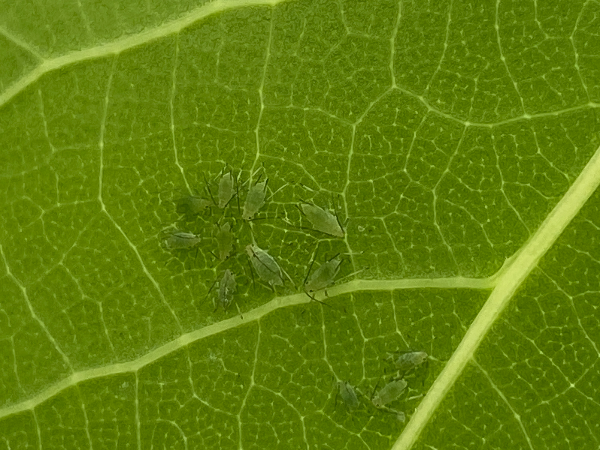 백합나무 진딧물