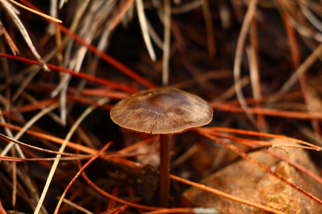 Identification