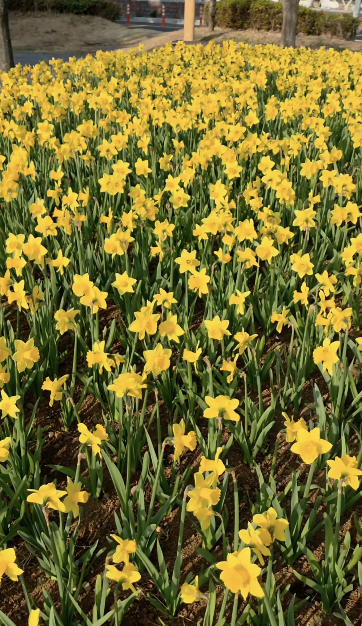 벚꽃 개화시기 4월 7일? 산림청 개화지도로 보는 2026 봄꽃 개화시기 관련사진