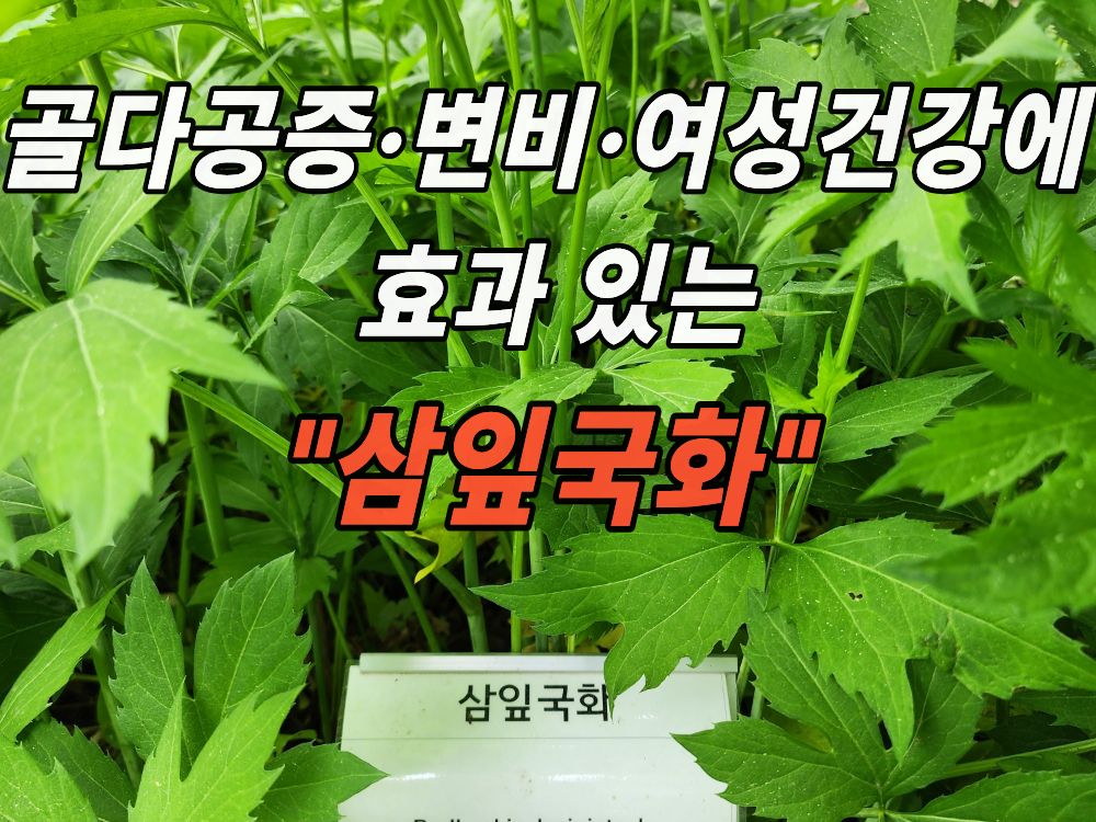 잎이 3갈레인 삼잎국화