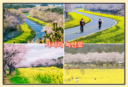 제주 유채꽃 명소 - 가시리 녹산로