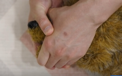 고양이 인공호흡